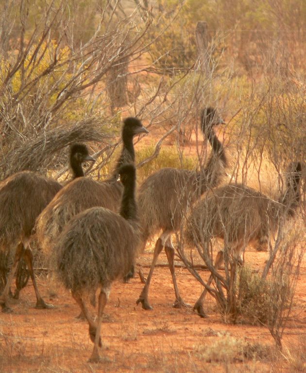 emu in outback