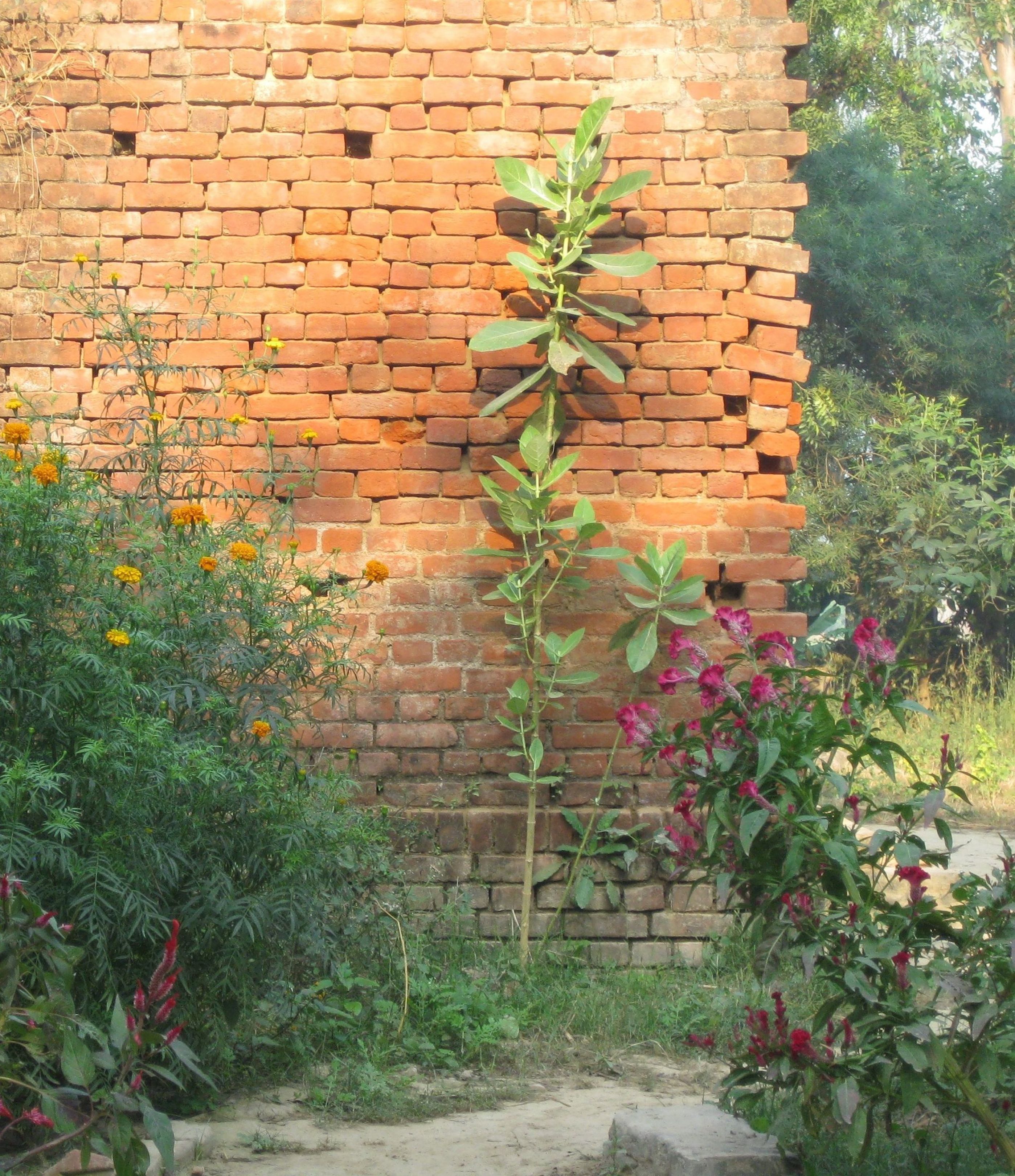 flowers against a wall